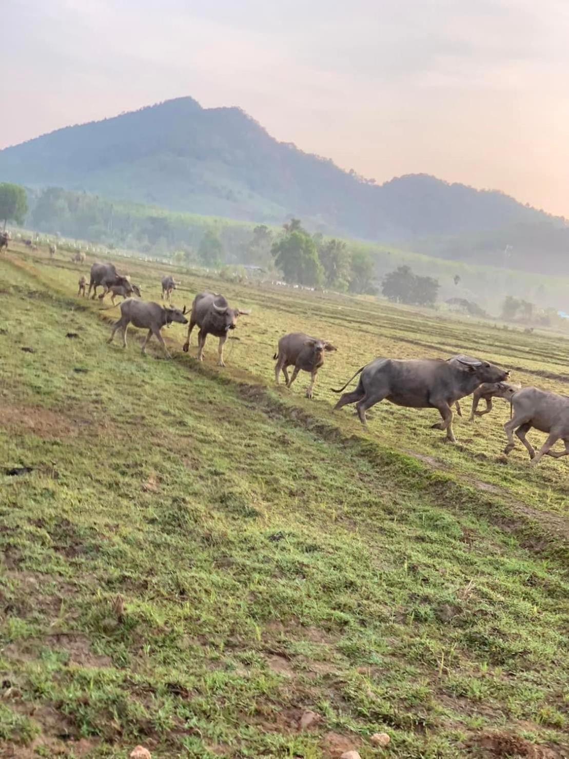 Connexion Hostel Đảo Koh Yao Noi Ngoại thất bức ảnh